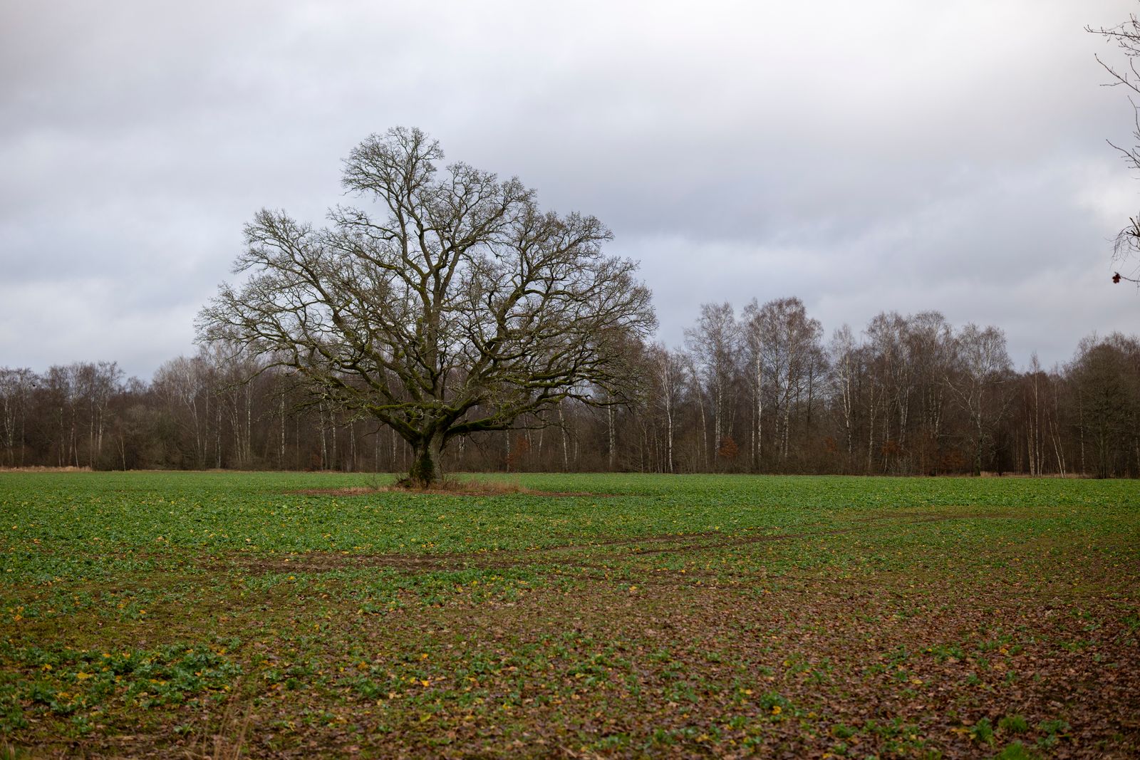 "Trees Do Not Constitute a Separate Biological Family: Analyzing the Developed Forms Across Various Plant Lineages"