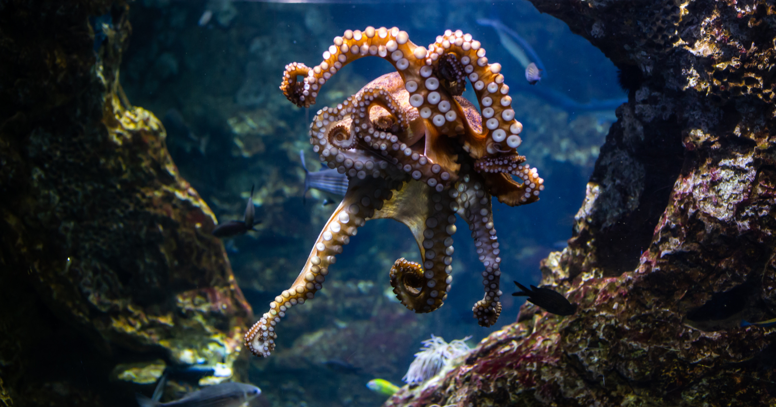 UK Fishermen Capture More Than 1,200 Tonnes of Octopus During Uncommon Bloom Event off Devon and Cornwall, Marking Just the Fourth Instance in 125 Years