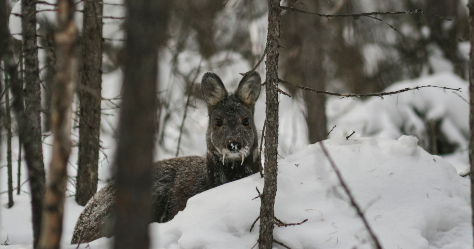 Vampire Deer Found Again in West Bengal: Camera Trap Validates Musk Deer's Presence in Himalayan Woodlands After Almost 70 Years, Prompting Worries About Population Figures