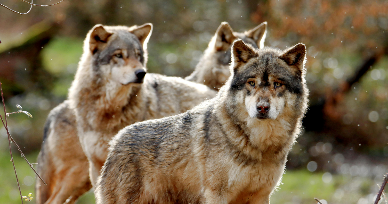 Wildlife Thrives in Chernobyl's Exclusion Zone, Exceeding Nearby Nature Reserves in Density and Population Despite Radiation Impacts, Research Shows