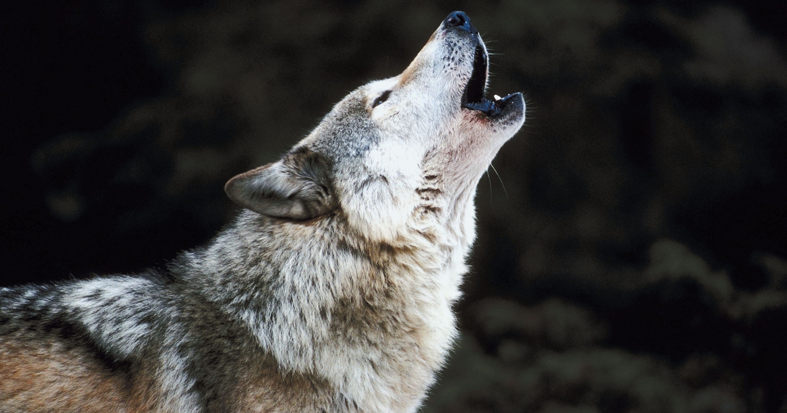 Wolves Are Capable of Distinguishing Unique Howls, Which Can Travel More Than 6 Miles Across Open Terrain