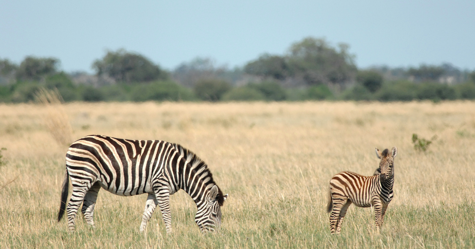Zebra Stripes Developed to Repel Insects, Not Predators, Research Indicates