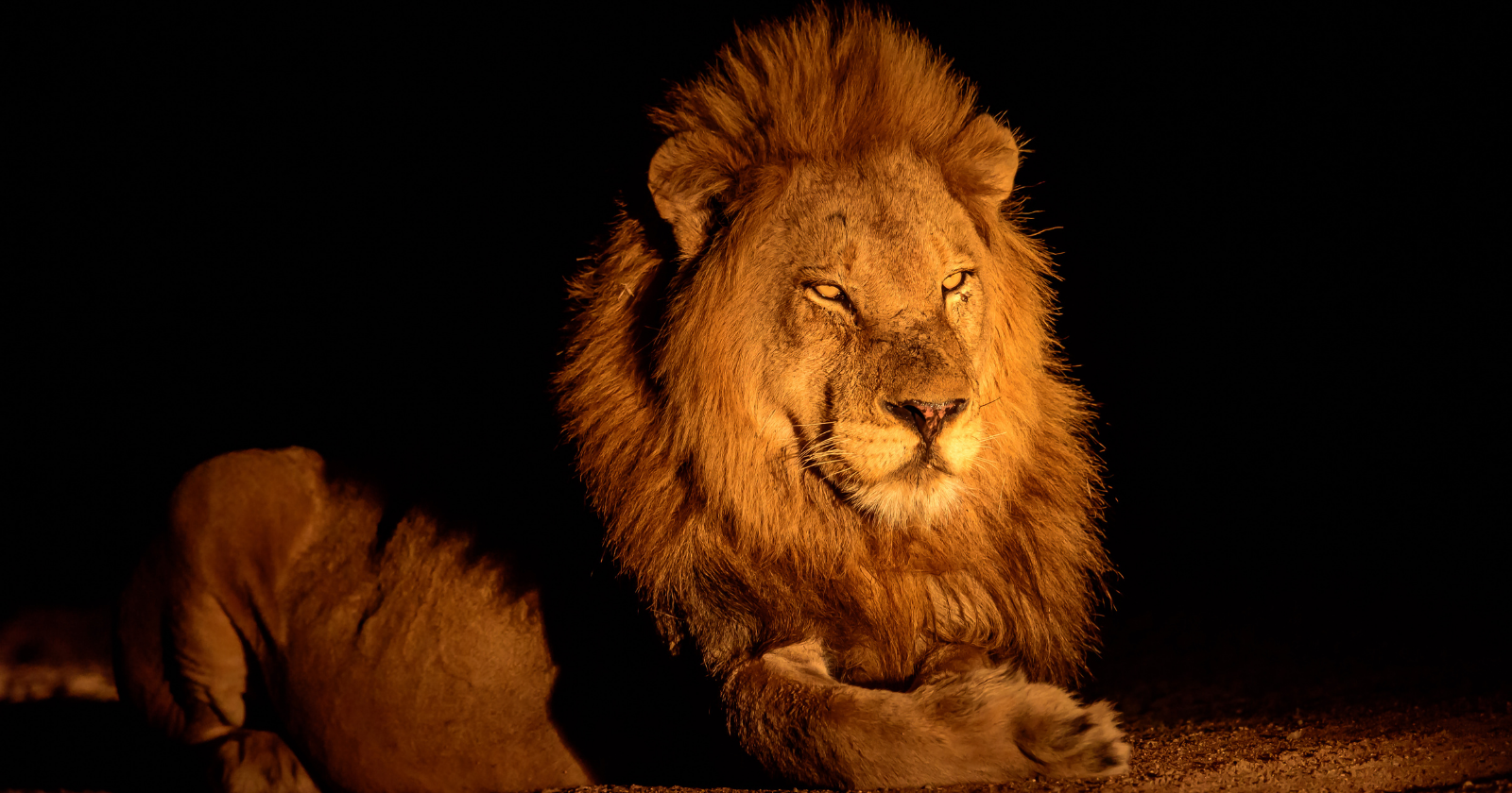 "11-Year-Old Creates Lion-Deterring Gadget Utilizing Radio Components and Solar Energy in Maasai Settlement Adjacent to Nairobi National Park, Attracting Attention from 75 Additional Farms"