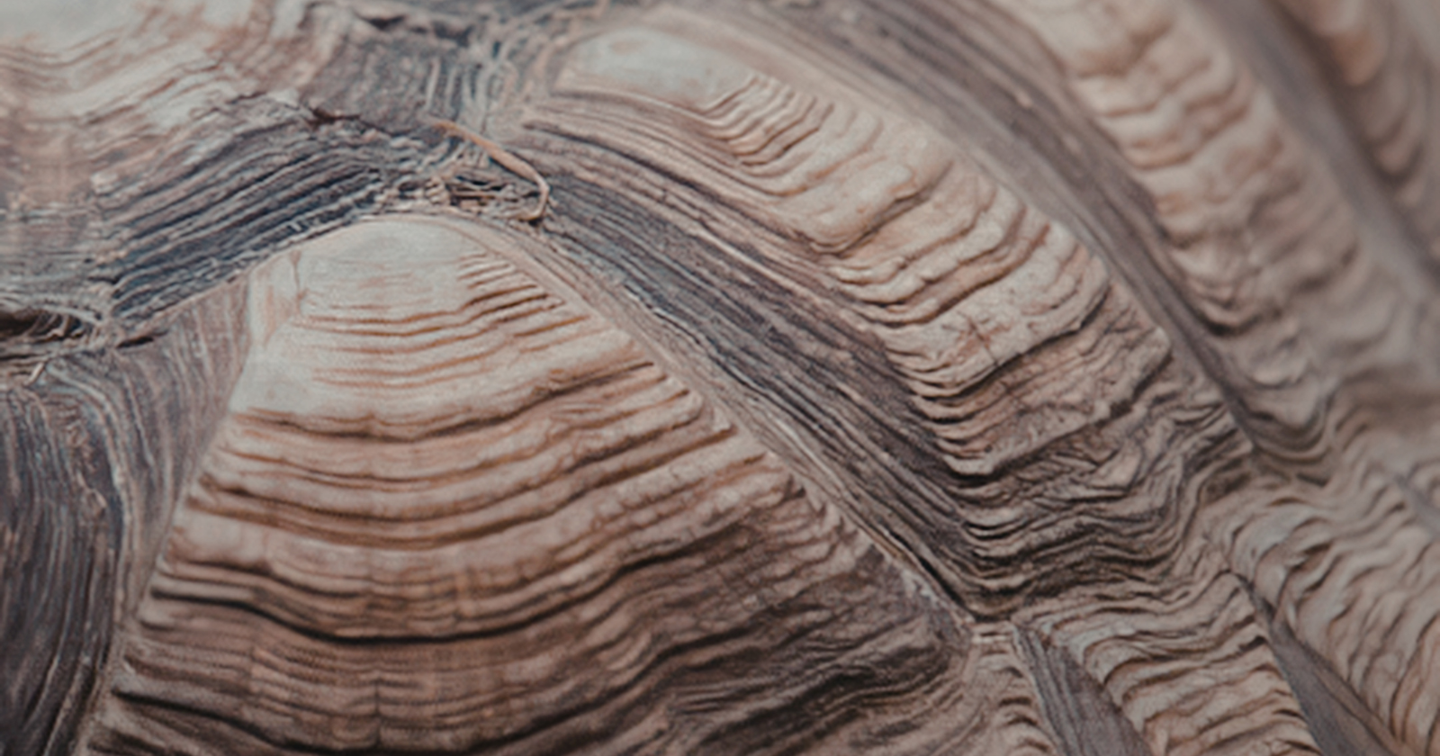 "11-Year-Old Finds 48-Million-Year-Old Soft-Shelled Turtle Fossil in Wyoming's Bridger Formation"