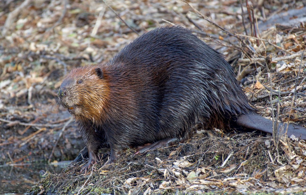 "1948 Idaho Wildlife Authorities Triumphantly Parachute 76 Beavers into Isolated Regions Following Experiments with a Beaver Called Geronimo"