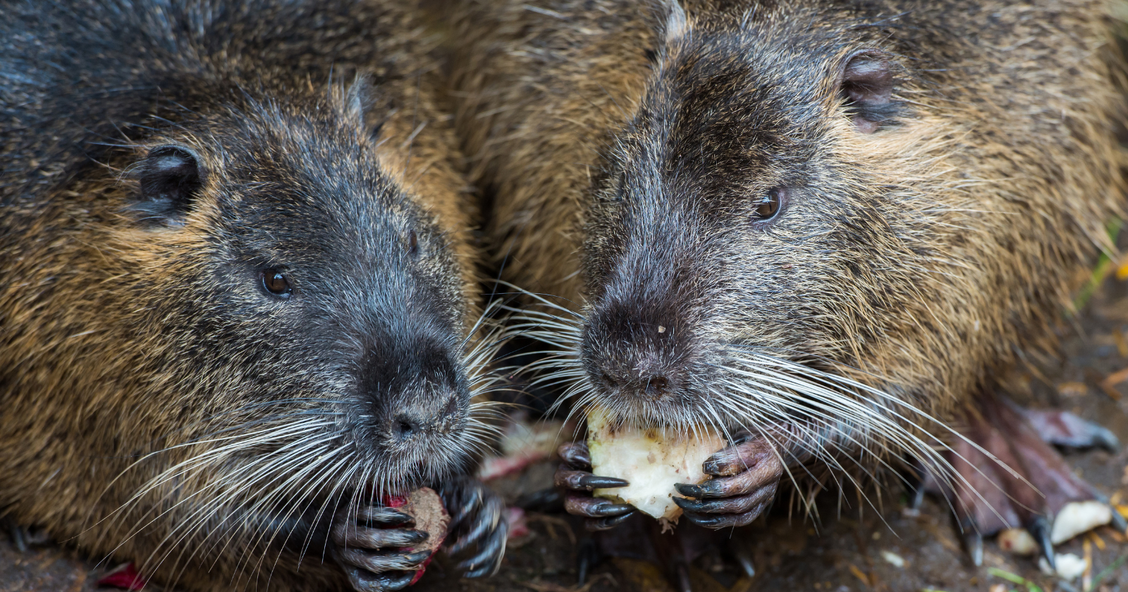 "20-Year Initiative Eliminates Invasive Nutria Offspring from Maryland's Delmarva Peninsula"