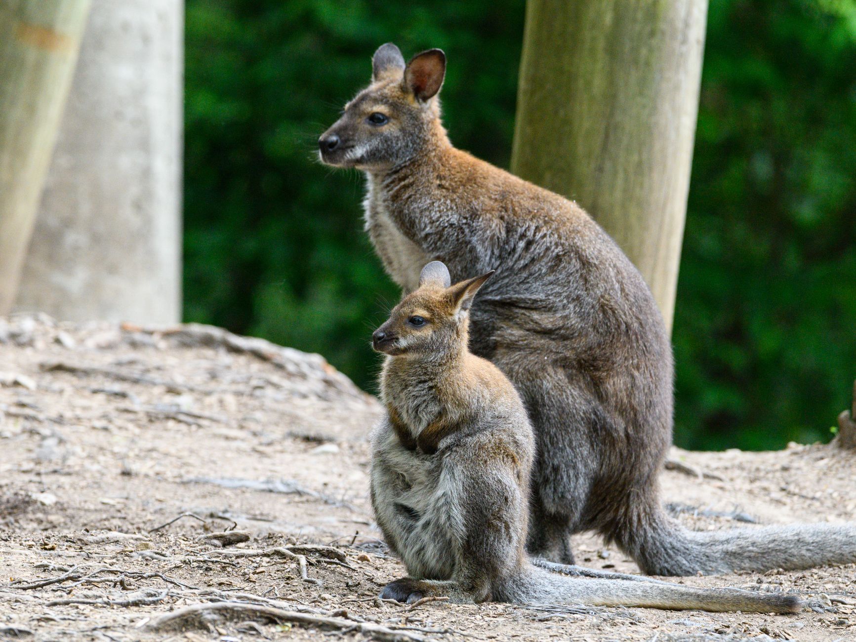 A Female Red Kangaroo Cares for Three Stages of Offspring at Once: Embryo, Pouch Joey, and Nursing Joey with Unique Milk Production