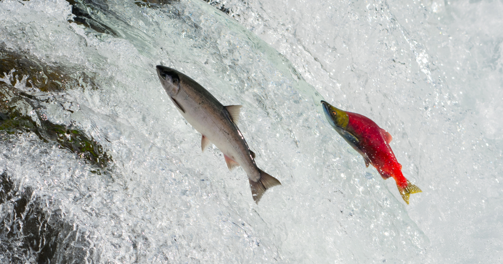 Alaska's 1964 earthquake uplifted the seafloor, forming new ponds where sticklebacks swiftly evolved over 50 years.