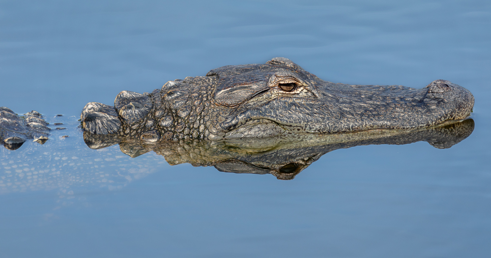 Alligator Blood Demonstrates Promise in Suppressing HIV and Destroying Drug-Resistant Bacteria, Providing Understanding of Their Robust Immune System