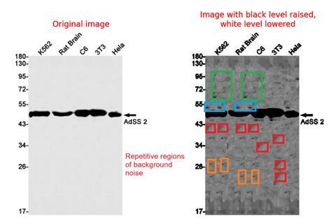 Alteration of Antibody Data Impacts Thousands of Images from 15 Vendors
