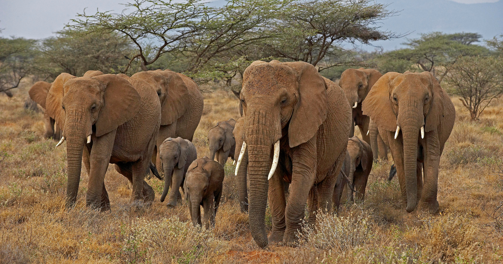 American Tech Millionaire's Two-Decade Restoration of Mozambican National Park Revives Wildlife Population to More Than 100,000 Large Mammals