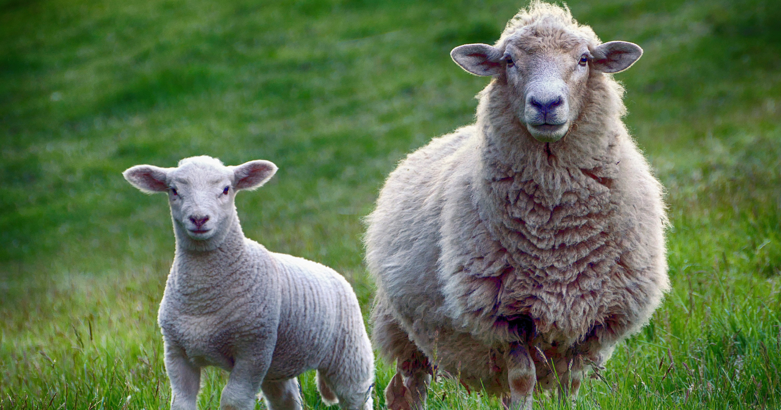 Australian Solar Farm Employs 1,700 Merino Sheep for Improved Wool Yield and Economical Land Upkeep