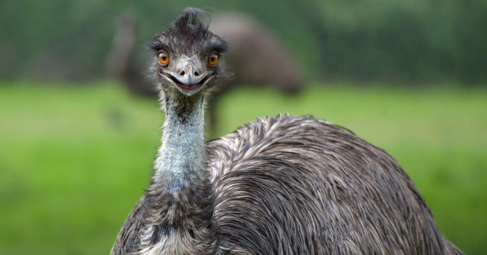Australia's 1932 Unsuccessful Military Endeavor Against 20,000 Emus Harming Wheat Cultivations