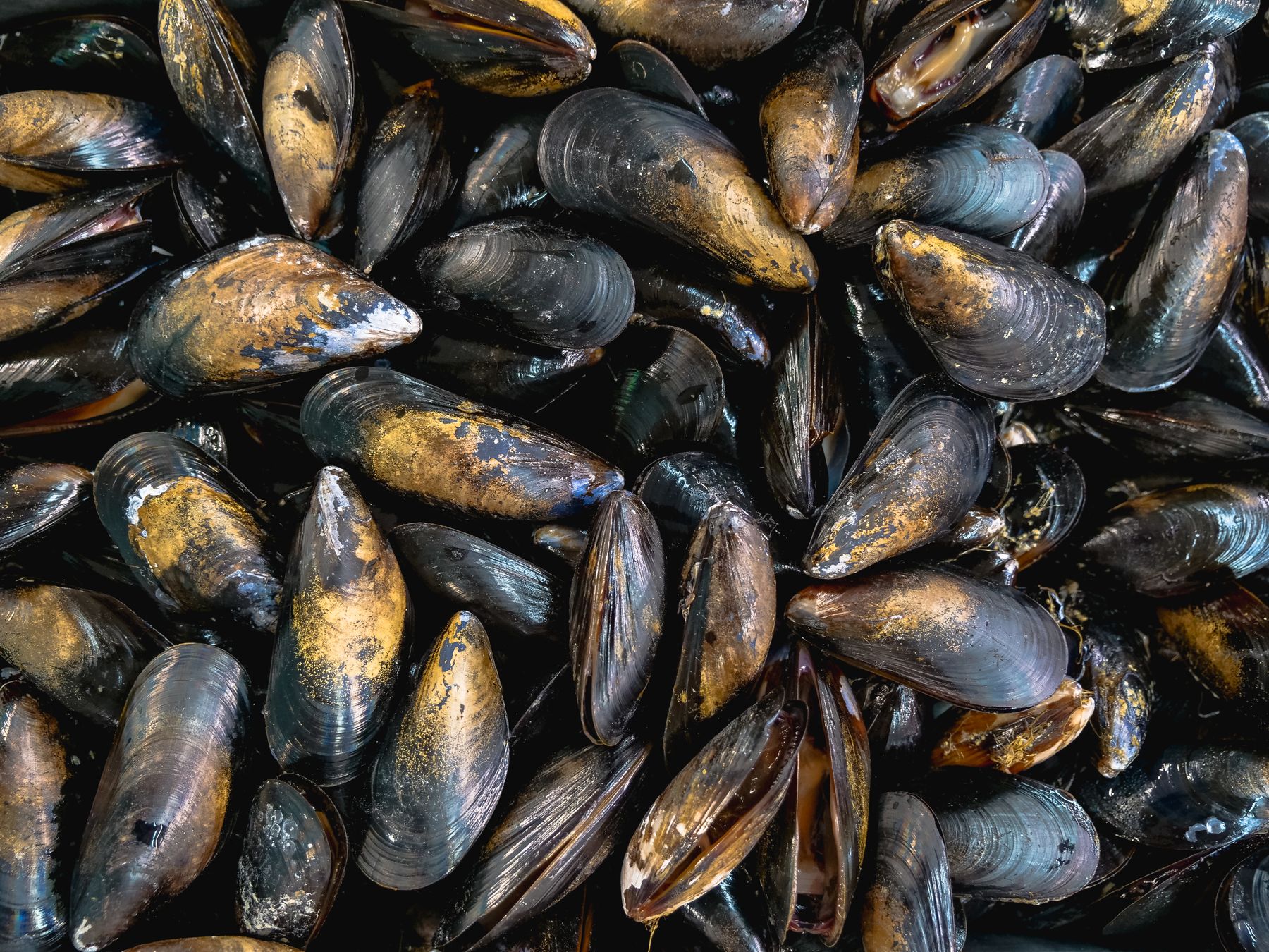 Belgian Scientists Successfully Evaluate Mussel Longline in Challenging North Sea Wind Farm Environments, Surmounting Nine-Metre Waves and Achieving Initial Harvest in May