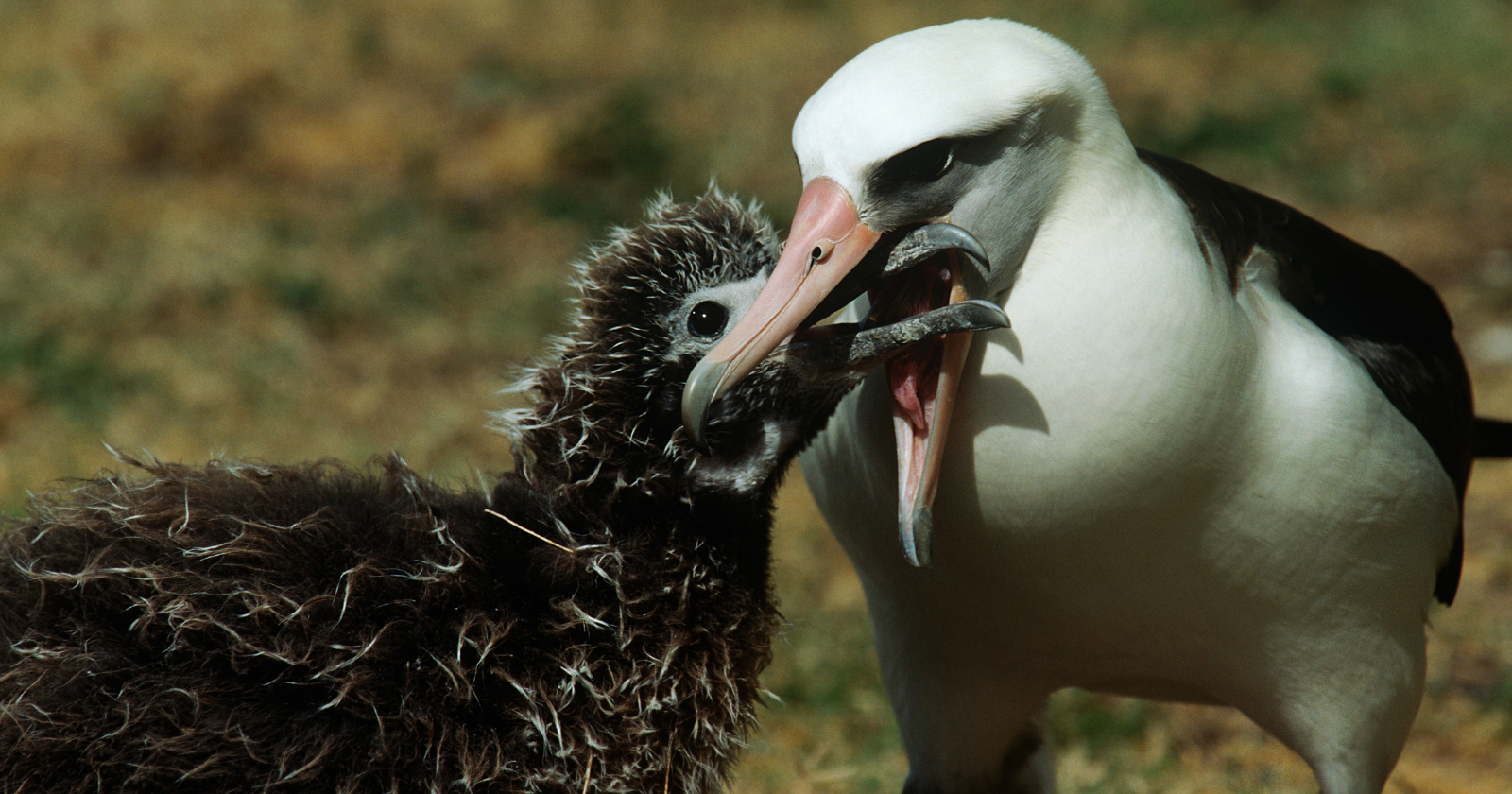 Biologist's 1956 Banded Laysan Albatross, Wisdom, Keeps Raising Chicks at 75 Years Old, Establishing Record for Longest Ornithological Monitoring