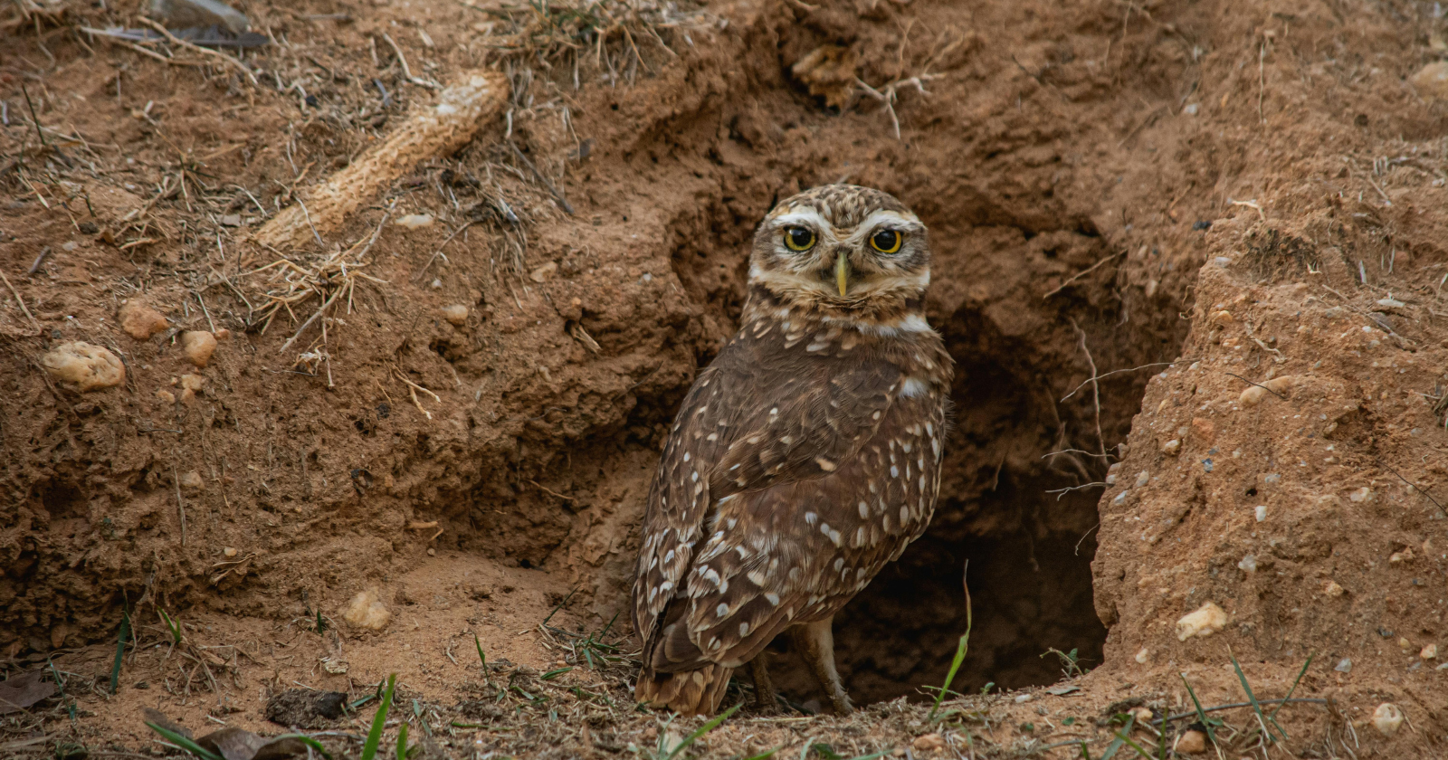 Biologists Move 19 Burrowing Owls from Phoenix Housing Development to Solar Facility, Leading to Successful Nesting and the Fledging of 29 Chicks