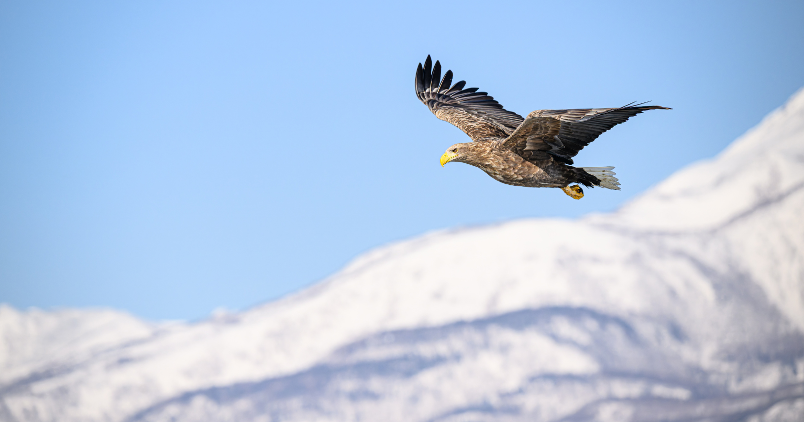 "Blackening Turbine Blades Reduces Bird Deaths: A Study from a Norwegian Island"