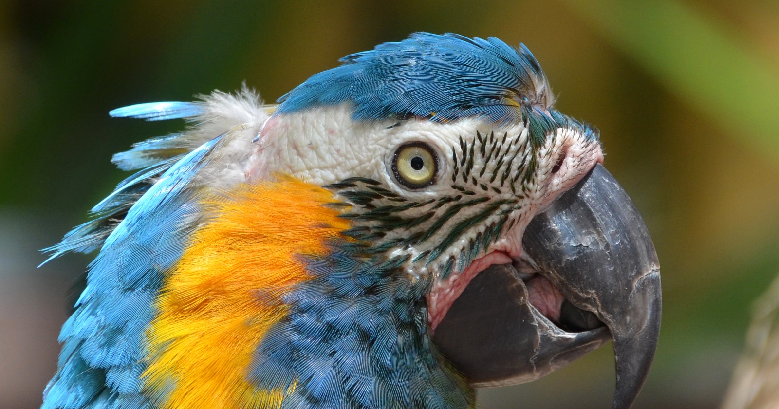 Blue-throated Macaws Imitate Door-Sliding Actions Following Observation of Demonstrators; No Unassisted Efforts Detected in Control Group