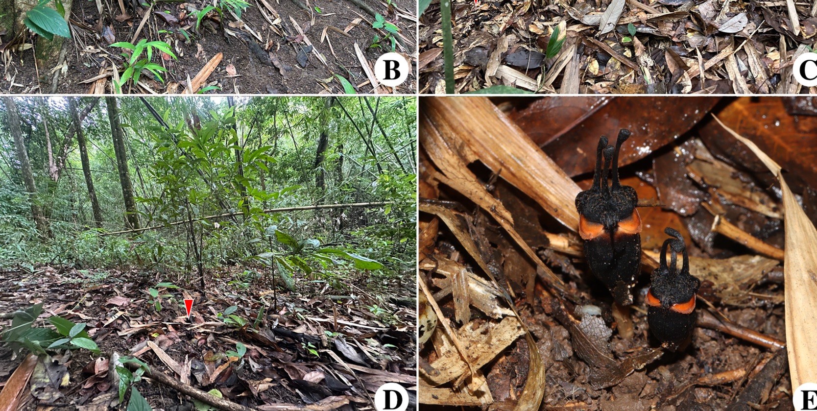Botanists Uncover Uncommon Horned Black "Devil Flower" Parasite, Thismia daemona, with Fewer Than 50 Specimens in Thong Pha Phum National Park