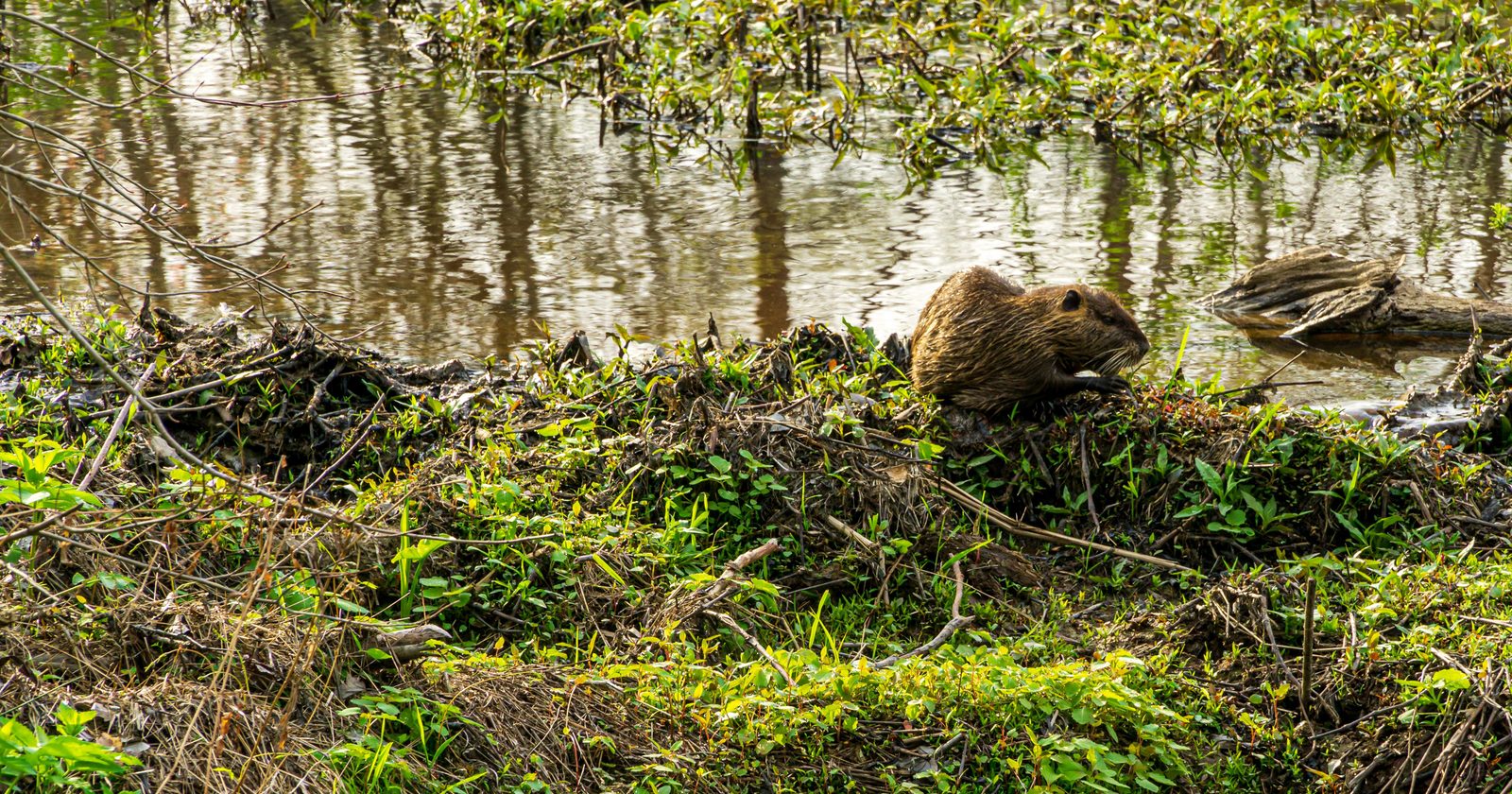Britain Brings Back Beavers to Scotland and West London for Water Control, Enacts Mitigation Measures in Scotland for Field and Riverbank Conservation