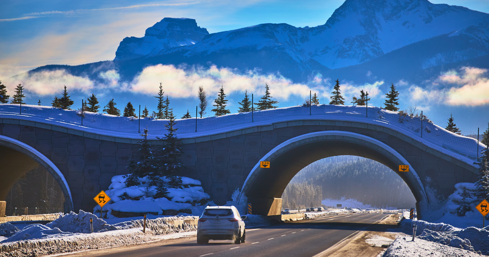 Canada Builds 44 Wildlife Overpasses on Highway, Decreasing Animal Collisions by More Than 80% and Educating Grizzly Cubs on Safe Paths