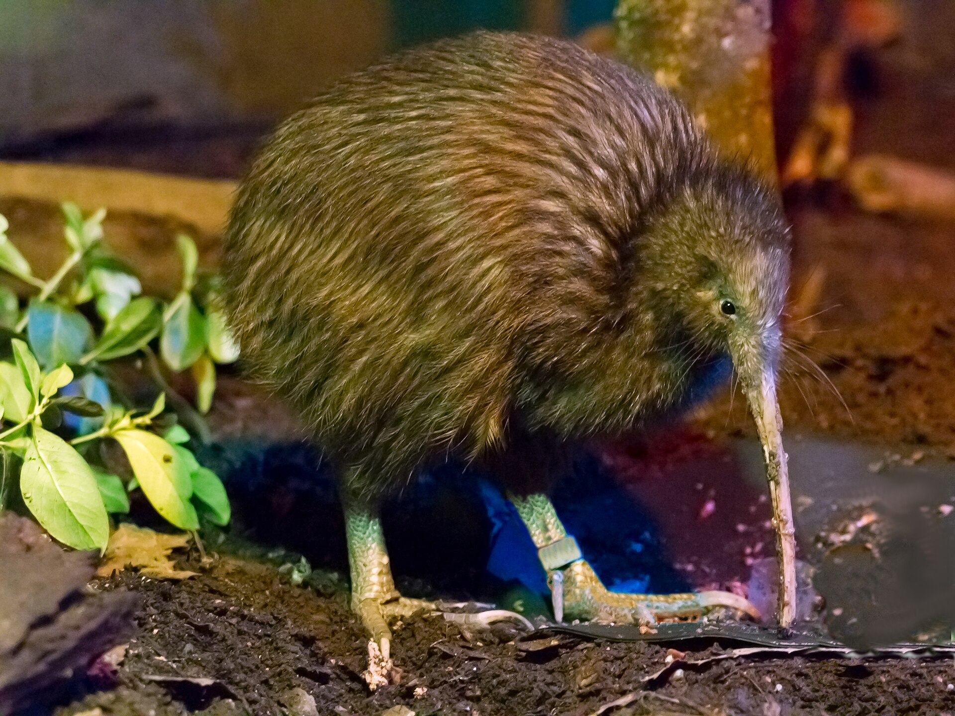 "Capital Kiwi Surpasses Conservation Targets: More than 90% of Wellington Kiwi Chicks Attain Stoat-Resistant Weight by September 2026"