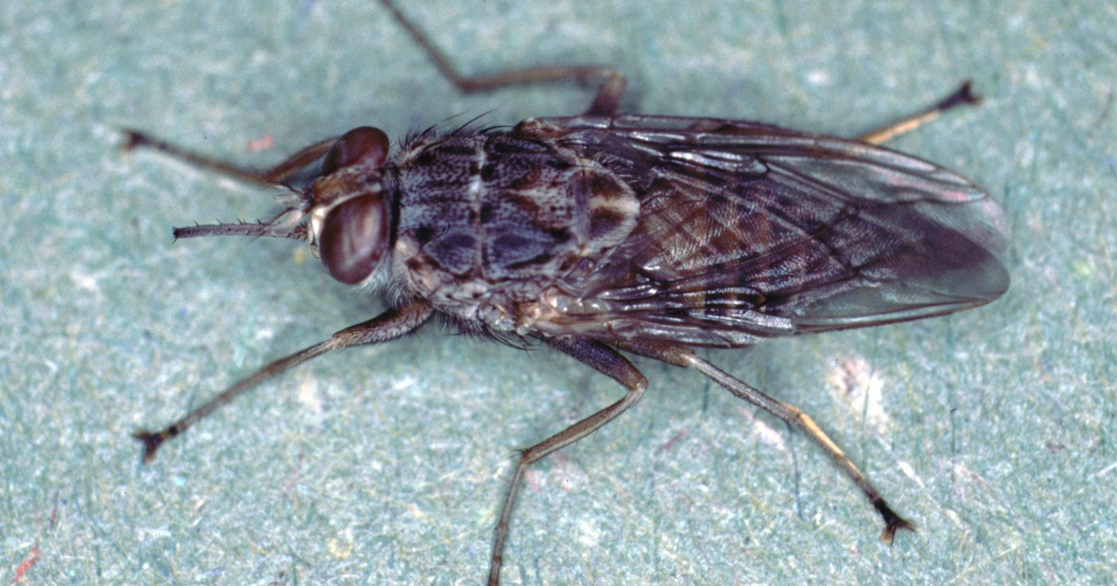 Cattle Parasite Modifies Animal Odour, Stimulating Odour Receptors in Tsetse Flies; Phenol-Baited Traps Double the Capture Rate of Infected Flies