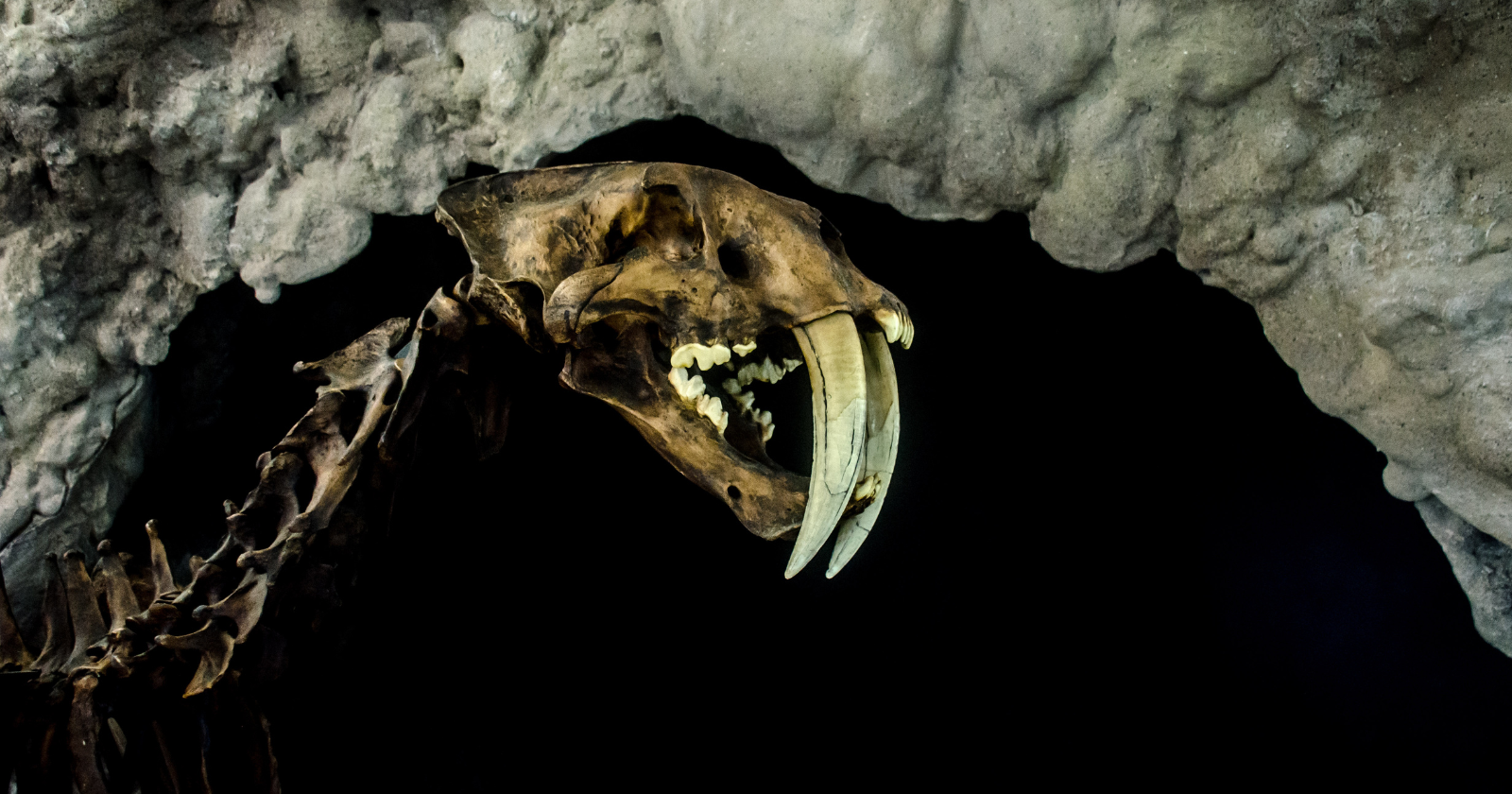 Cave Explorer Uncovers Ice Age Remains of Mammoths, Mastodons, Saber-Toothed Tigers, and Huge Armadillos in a Central Texas Cave