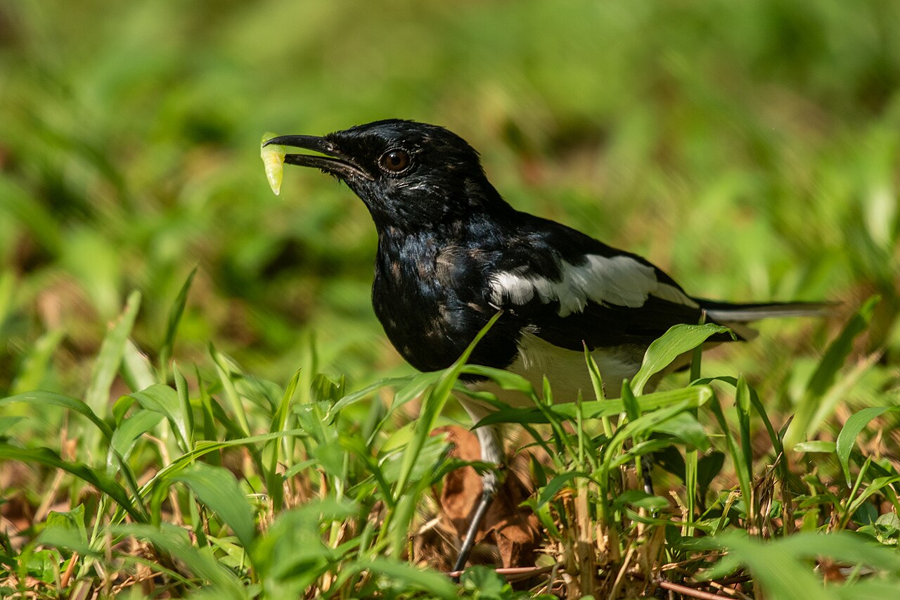 Chatham Island Black Robin, Previously on the Brink of Extinction, Declared New Zealand’s 2026 Bird of the Year as Its Numbers Bounce Back to 350 Mature Individuals