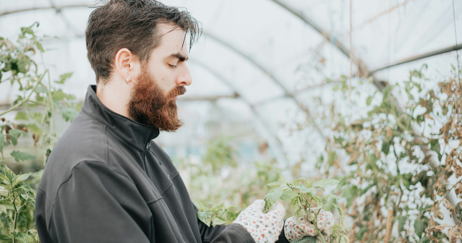 Chiltepin Peppers Flourish and Jalapenos Save Water Beneath Solar Panels at the University of Arizona's Biosphere 2 Agrivoltaics Farm