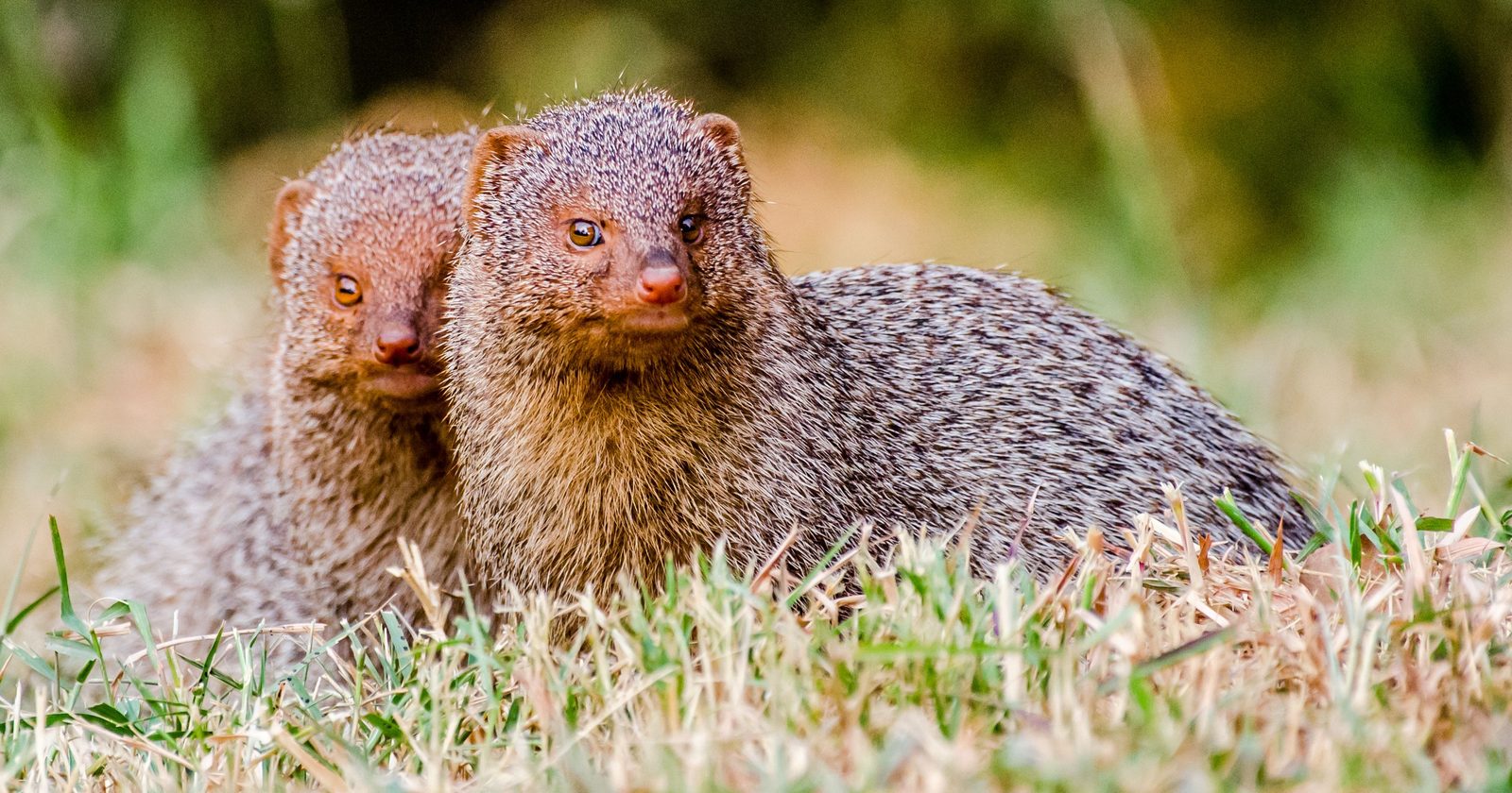 Collapse of Mongoose Introduction in 1880s Hawaiian Sugar Plantations: Nighttime Rodents Escape Daylight Predators, Endangering Indigenous Ground-Nesting Birds