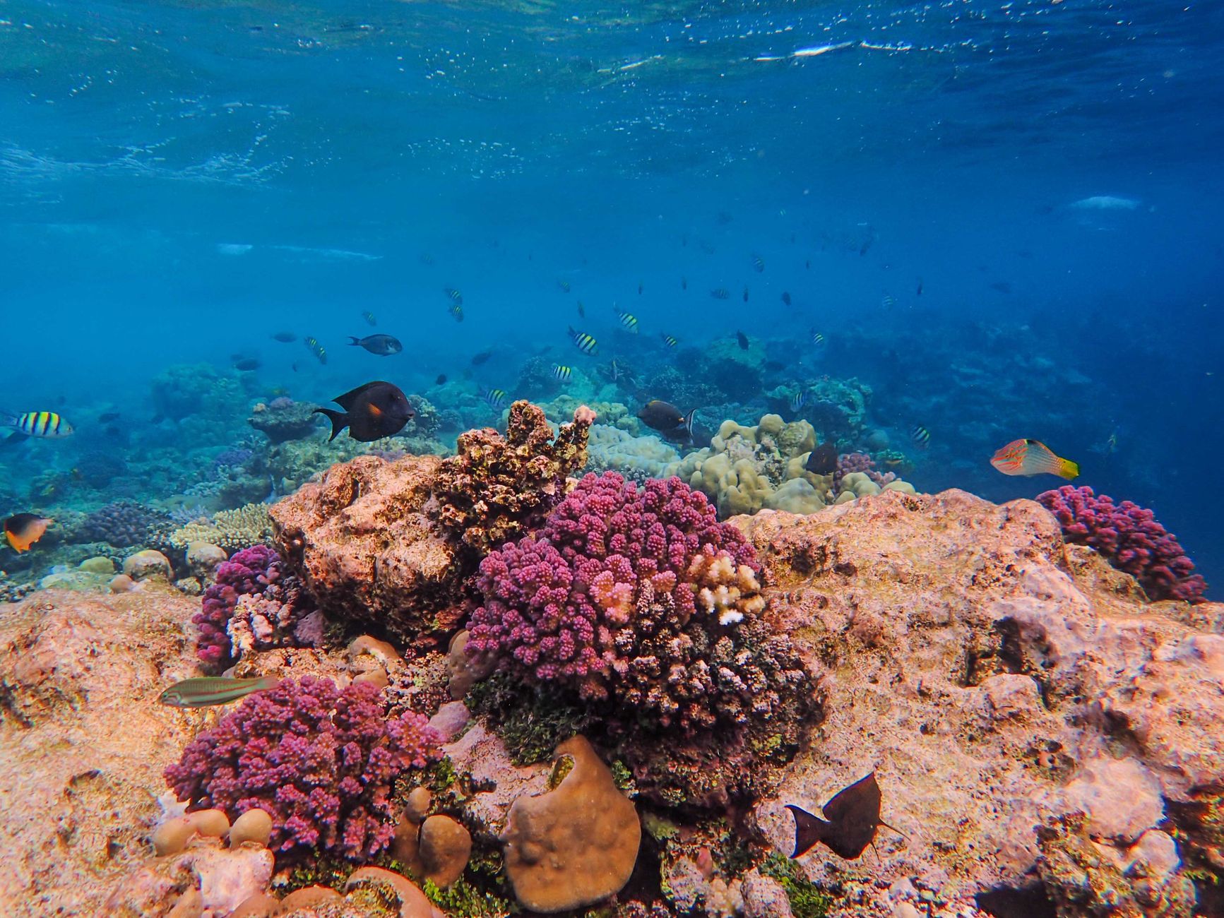 Coral Growth Rings Indicate That 400 Million Years Ago, Earth Experienced 400 Days in a Year and Shorter Days Lasting 22 Hours