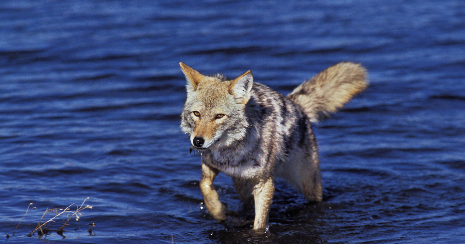 Coyote Makes Swim to Alcatraz, DNA in Feces Uncovers Angel Island Source