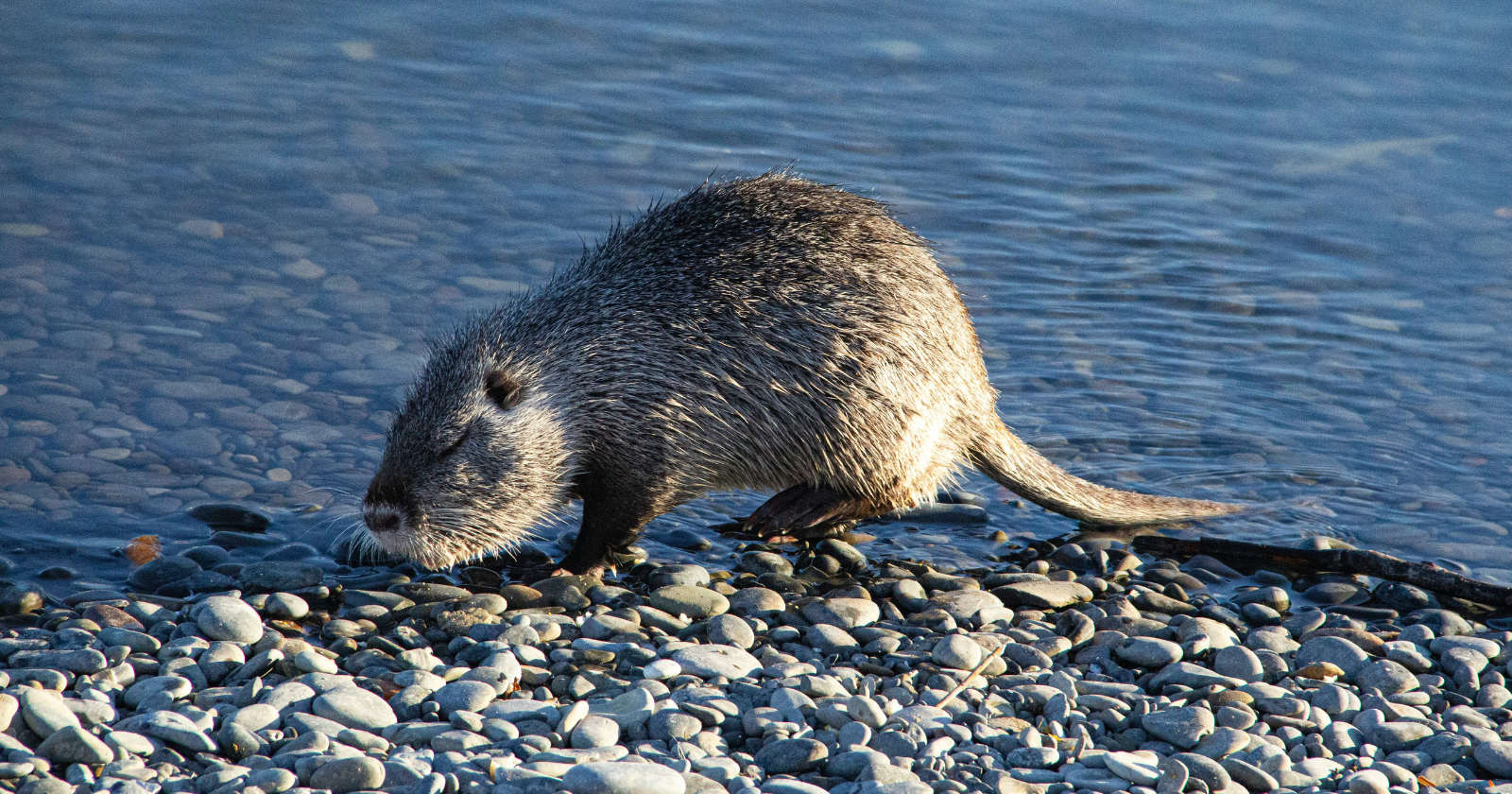 Decline of Louisiana's Nutria Import and Fur Trade: From Millions Collected to Market Crash in the 1990s