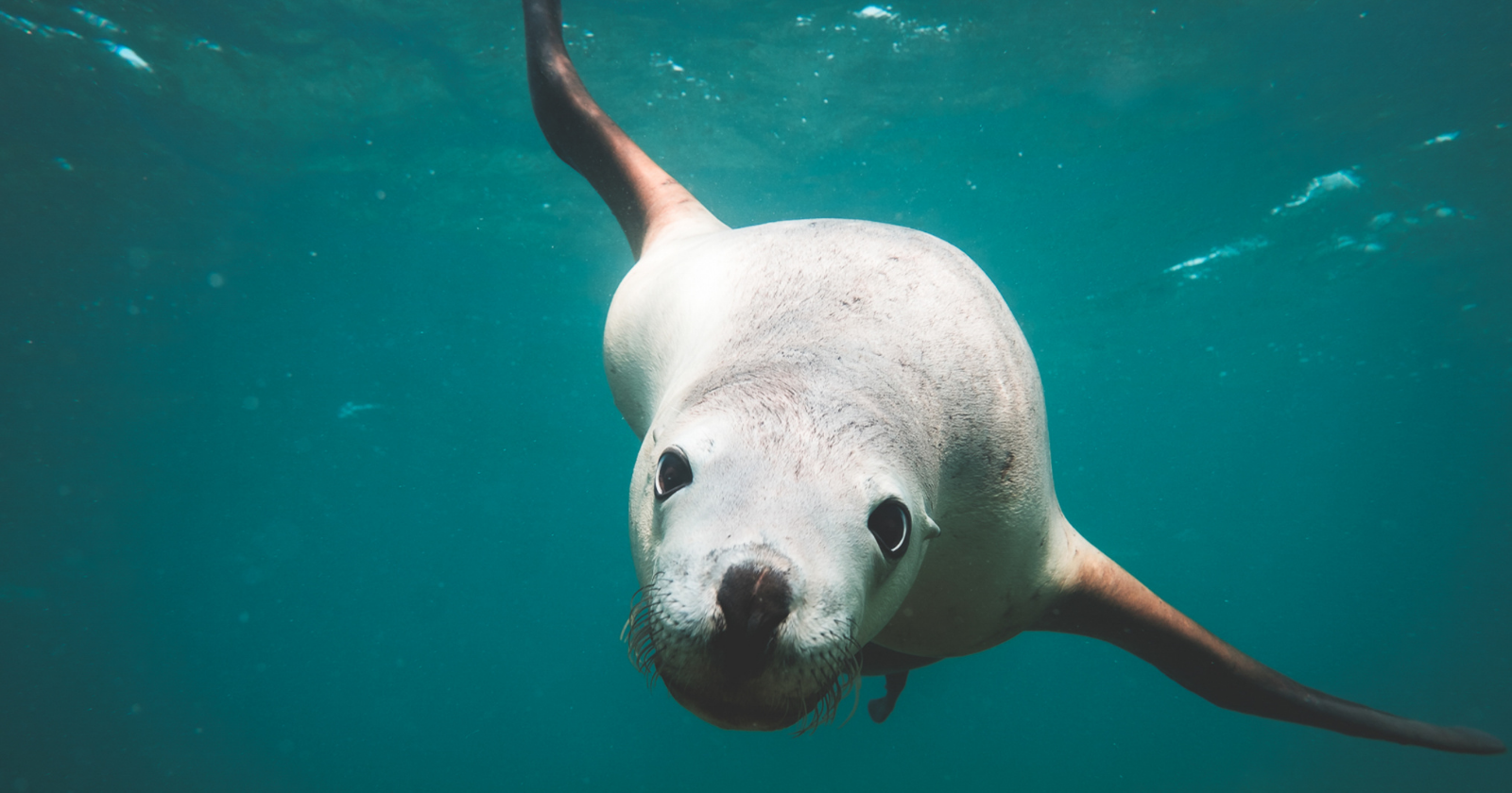 "Depth Logger-Equipped Elephant Seal Submerges Beyond a Mile into Pitch-Black Ocean Depths, Maintaining Breath for Almost Two Hours Consistently Over Multiple Months"