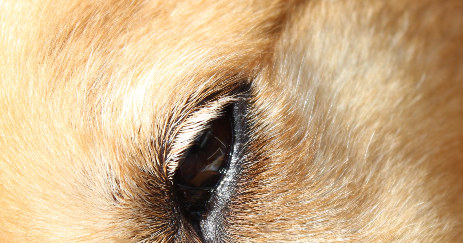Dogs Wink More When Watching Clips of Their Owners Instead of Those of Strangers, Research Finds