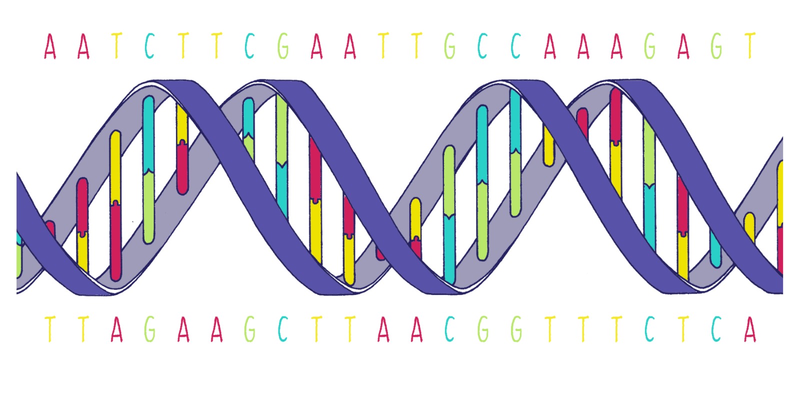 E. coli Enzyme Integrates Synthetic DNA Base with Altered Letter Decreasing Mispairing but Slowing Incorporation Because of Nitro Group Function