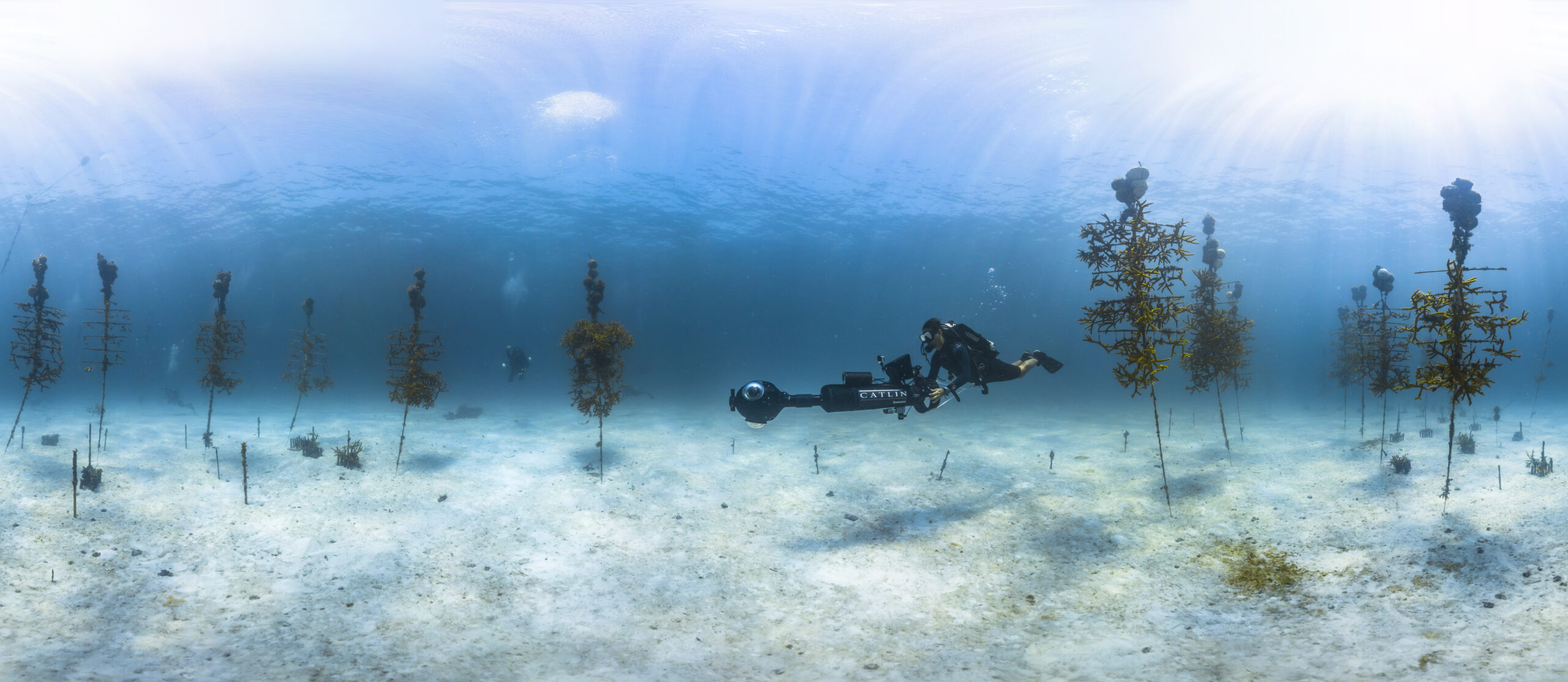 Father-Daughter 4-H Coral Initiative from 2000 Transforms into Coral Restoration Foundation by 2007, Nurturing Corals Throughout the Florida Keys and Beyond