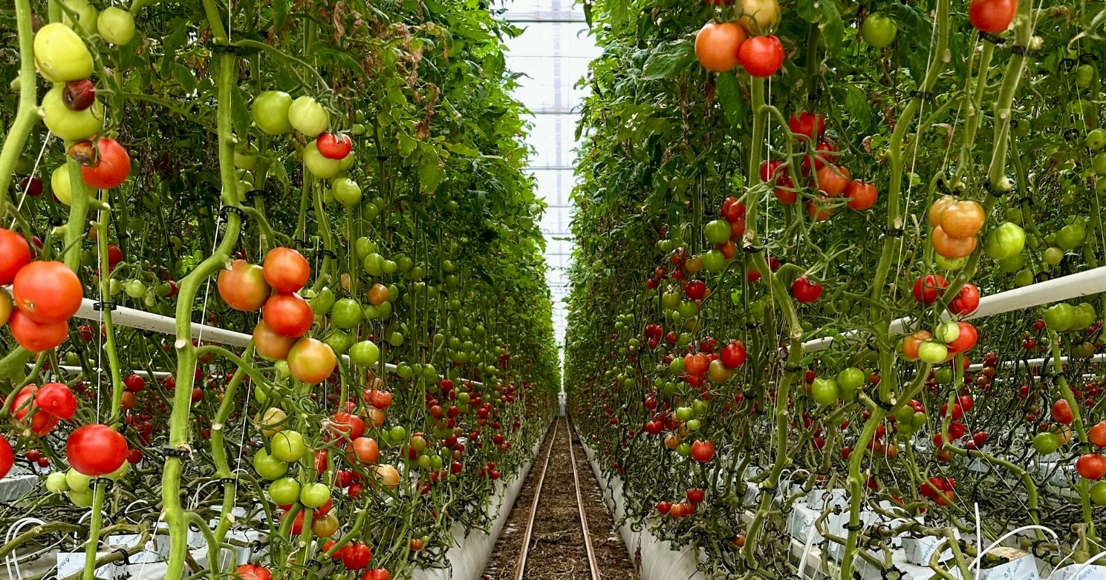 "Gene from Chromosome 7 in Wild Tomato Allows Contemporary Hybrids to Flourish in Constant Light and Boost Fruit Production by 20%"