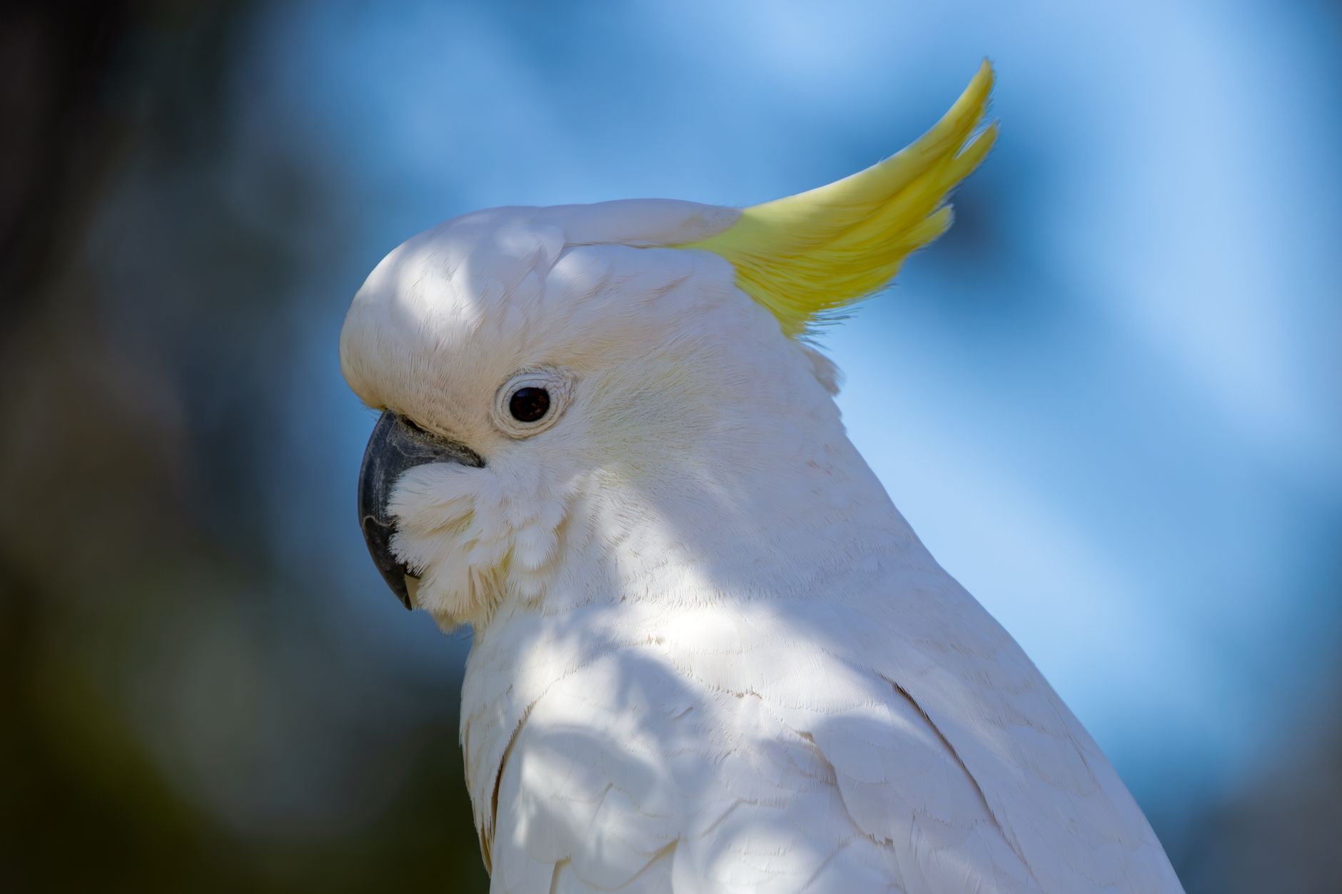Growth of Sulphur-Crested Cockatoo Bin-Opening Behavior in Sydney Suburbs from 2018 to 2019 Demonstrates Indicators of Social Learning Development