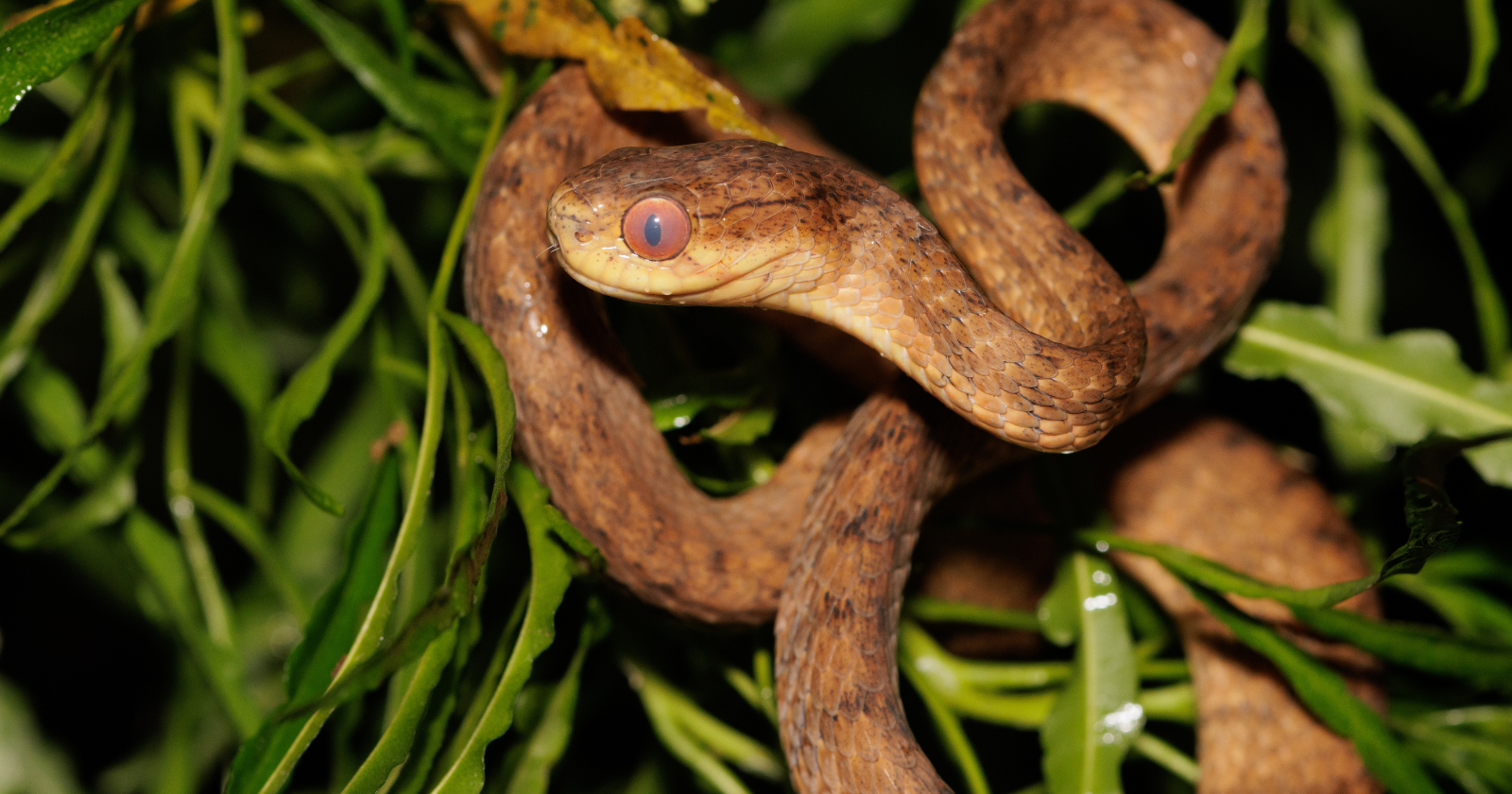 Guam Employs Paracetamol-Infused Mice Airdropped from Helicopters to Tackle Invasive Brown Tree Snakes: Research Reveals 11 out of 30 Snakes Eradicated