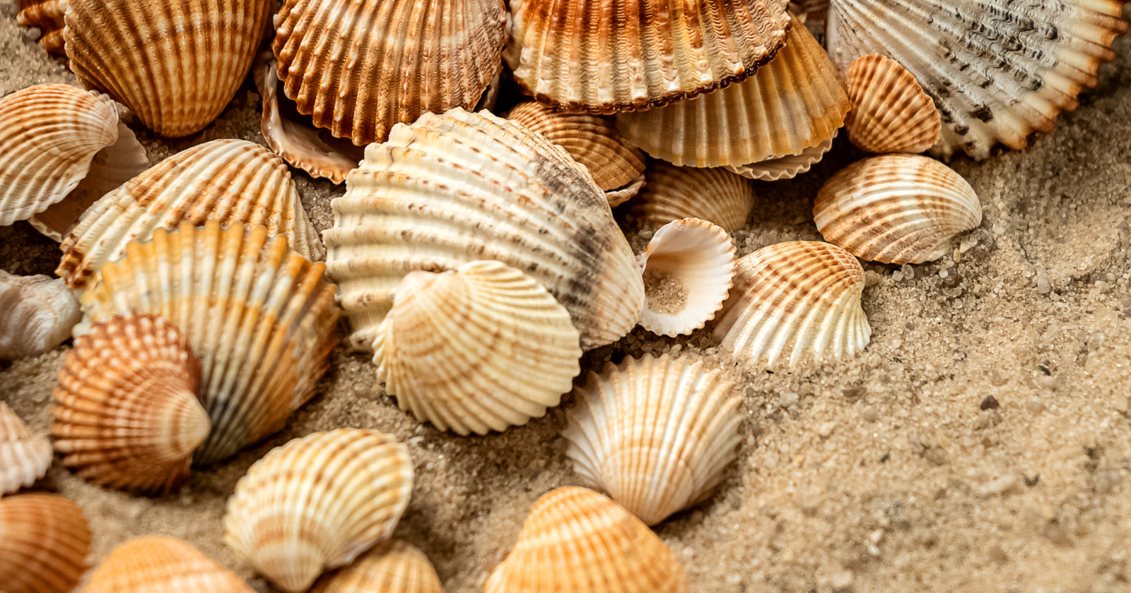 Hokkaido Fishing Village Converts 40,000 Tons of Scallop Shells into More Durable Safety Helmets Through Recycled Plastic Blending