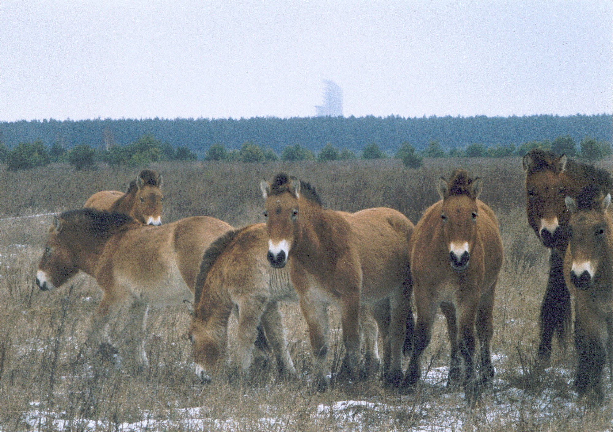 "Horse Numbers in Chernobyl Region Increase from 31 in 1998-1999 to 137 by 2018, with Extra Populations Beyond Belarus Border"