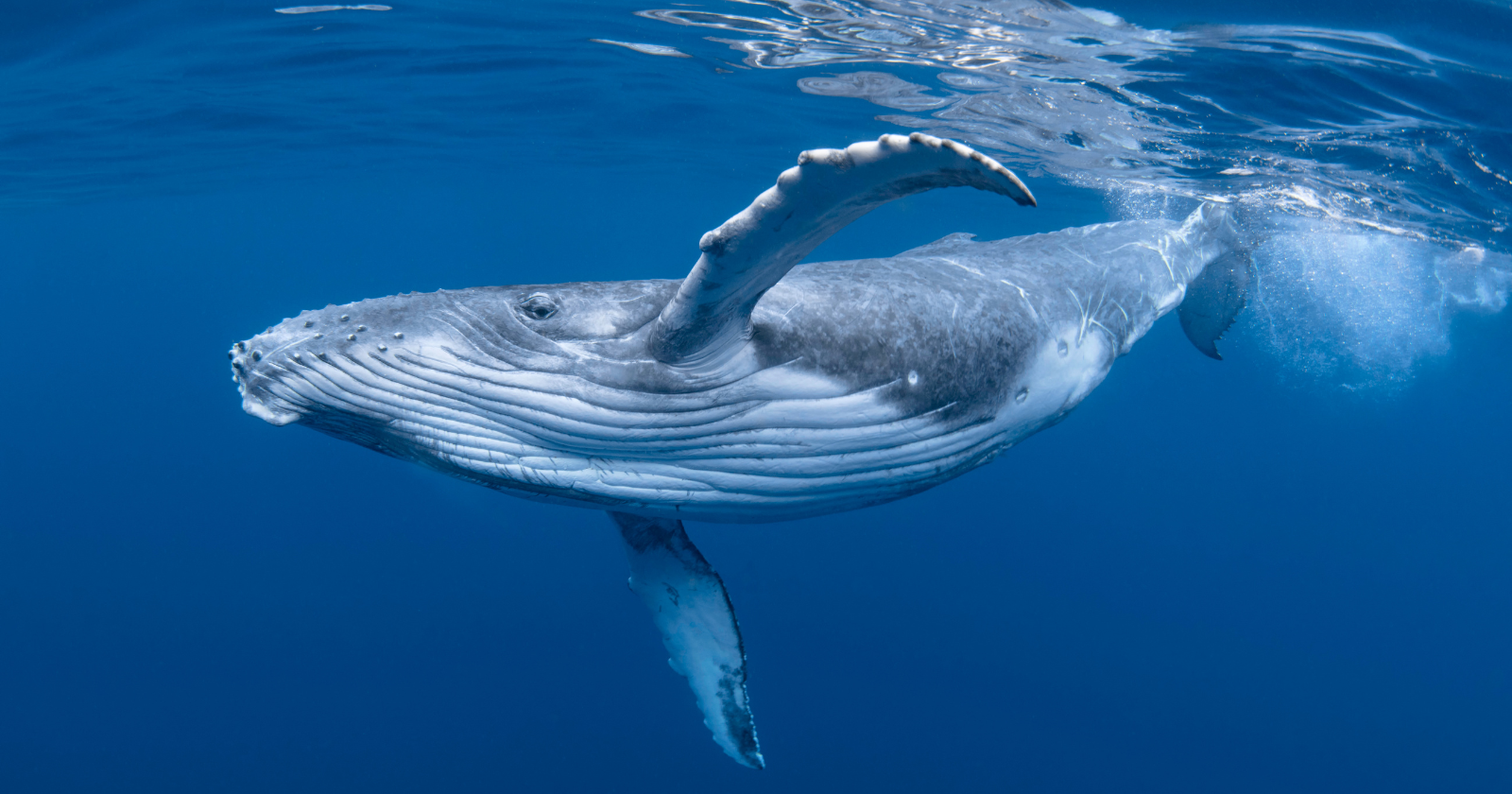 Humpback Whales perform songs for as long as 16 hours, coordinating their melodies with their diving stages.