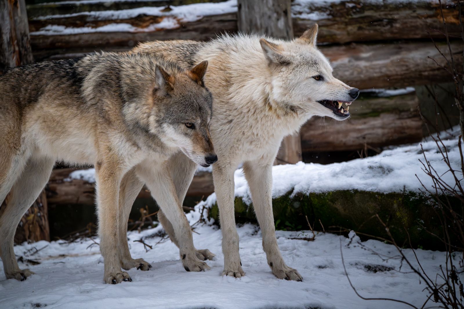 Hypothesis Proposes Ice Age Wolves Began Self-Domestication by Foraging Around Human Campsites