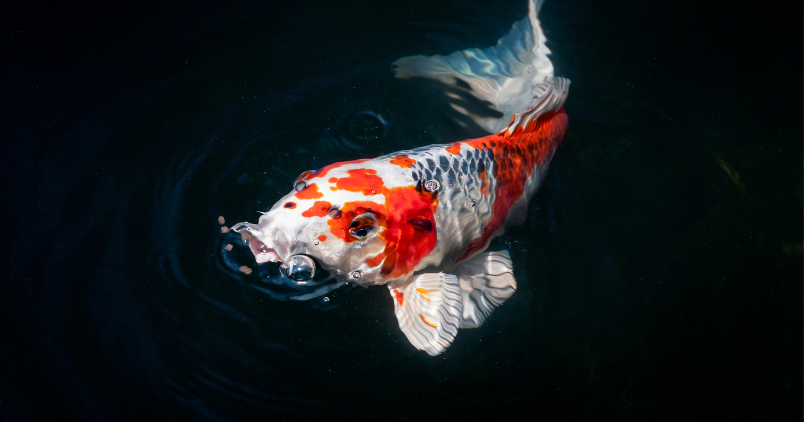 Illinois Rebrands and Promotes Asian Carp as "Copi" to Manage Population by Boosting Consumption