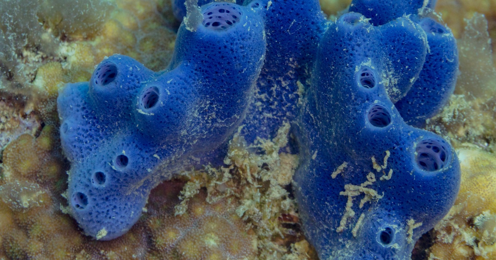 "Impact of Illumination on Genome Activation and Settlement Readiness in Unbrain Sponges’ Larvae"