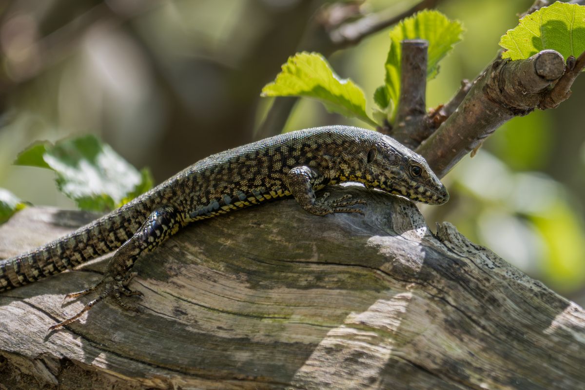 In 1971, Wall Lizards Brought to a Croatian Island Developed More Powerful Bites, Abundant Plant Diet, and Distinct Intestinal Valves Over a Span of 36 Years