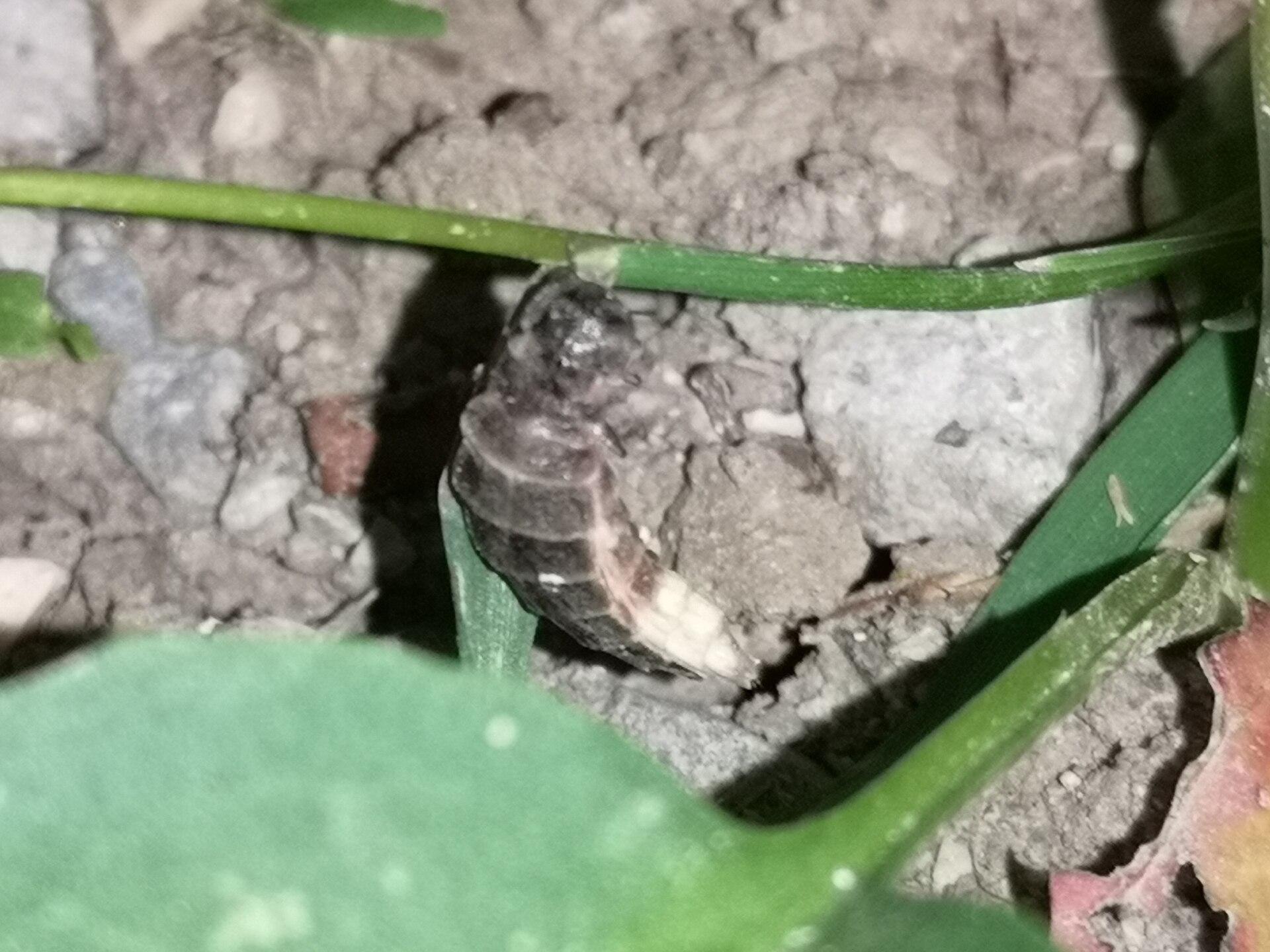 "In the Summer of 2026, Female Glowworms Brighten North Yorkshire's Nosterfield for the First Time in a Century, as 1,900 Larvae Prepare for Release"