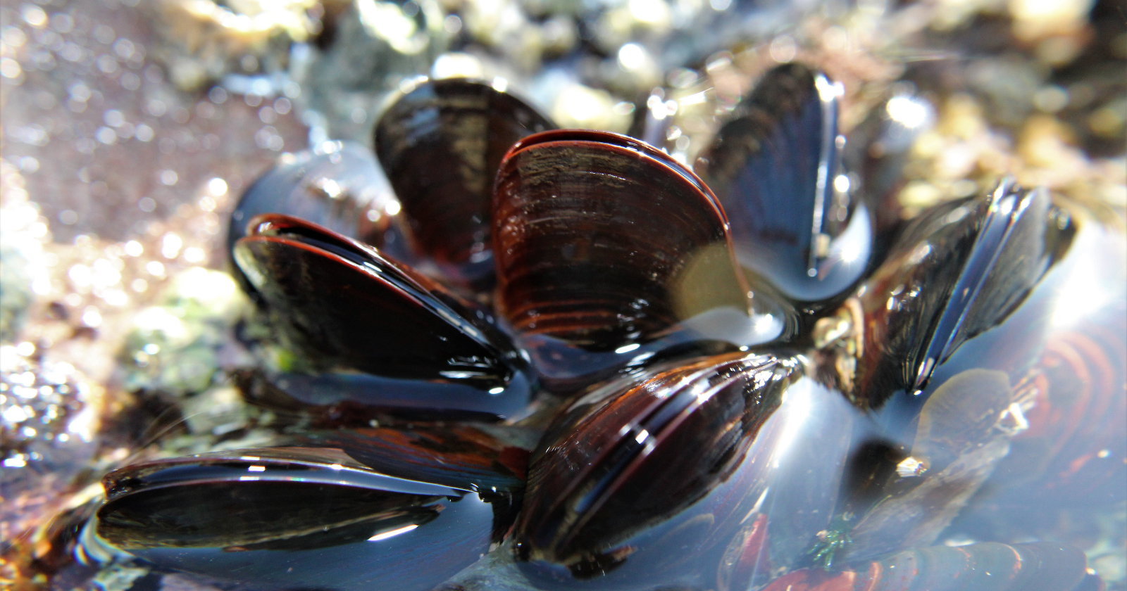 Invasive Golden Mussels Overrun Arvin-Edison Water System by 2024, Leading to a $3 Million Chemical Removal Effort